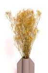 Mustard Yellow Baby's Breath / Gypsophila
