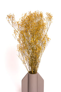 Mustard Yellow Baby's Breath / Gypsophila