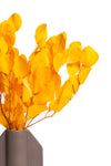 Orange Populus