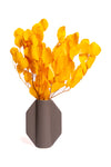 Orange Populus