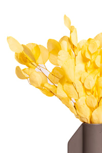 Yellow Populus