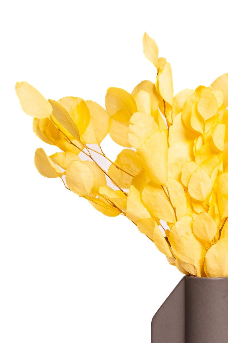 Yellow Populus