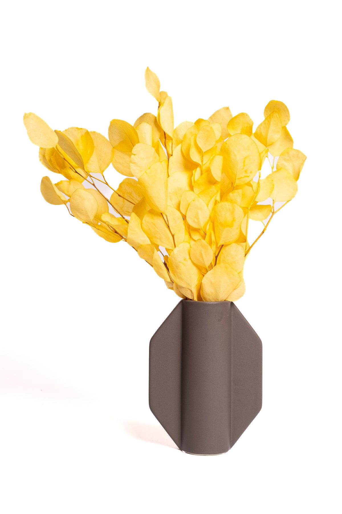 Yellow Populus