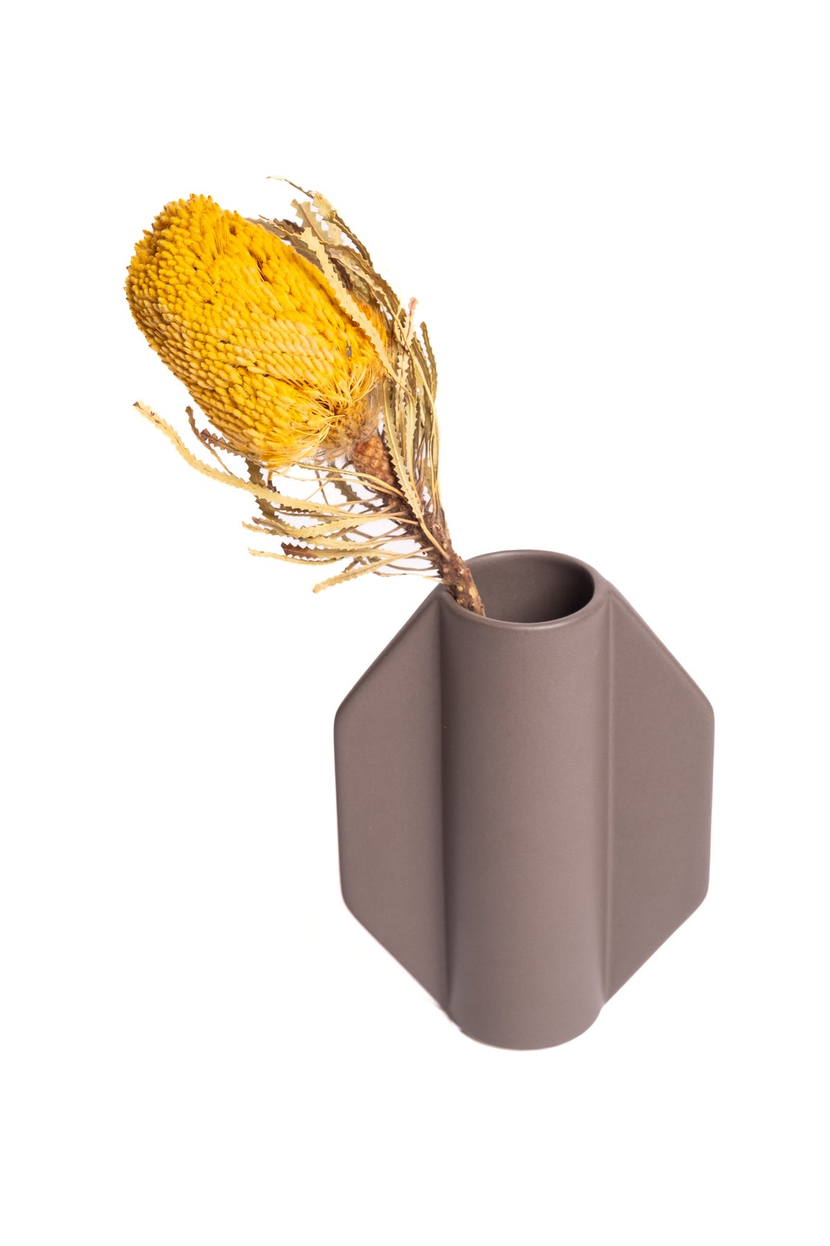 Yellow Banksia