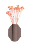 Light Pink Klaas Louw