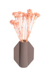 Light Pink Klaas Louw