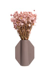Pink Rhodante