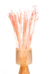 Coral Pink Oat Flower