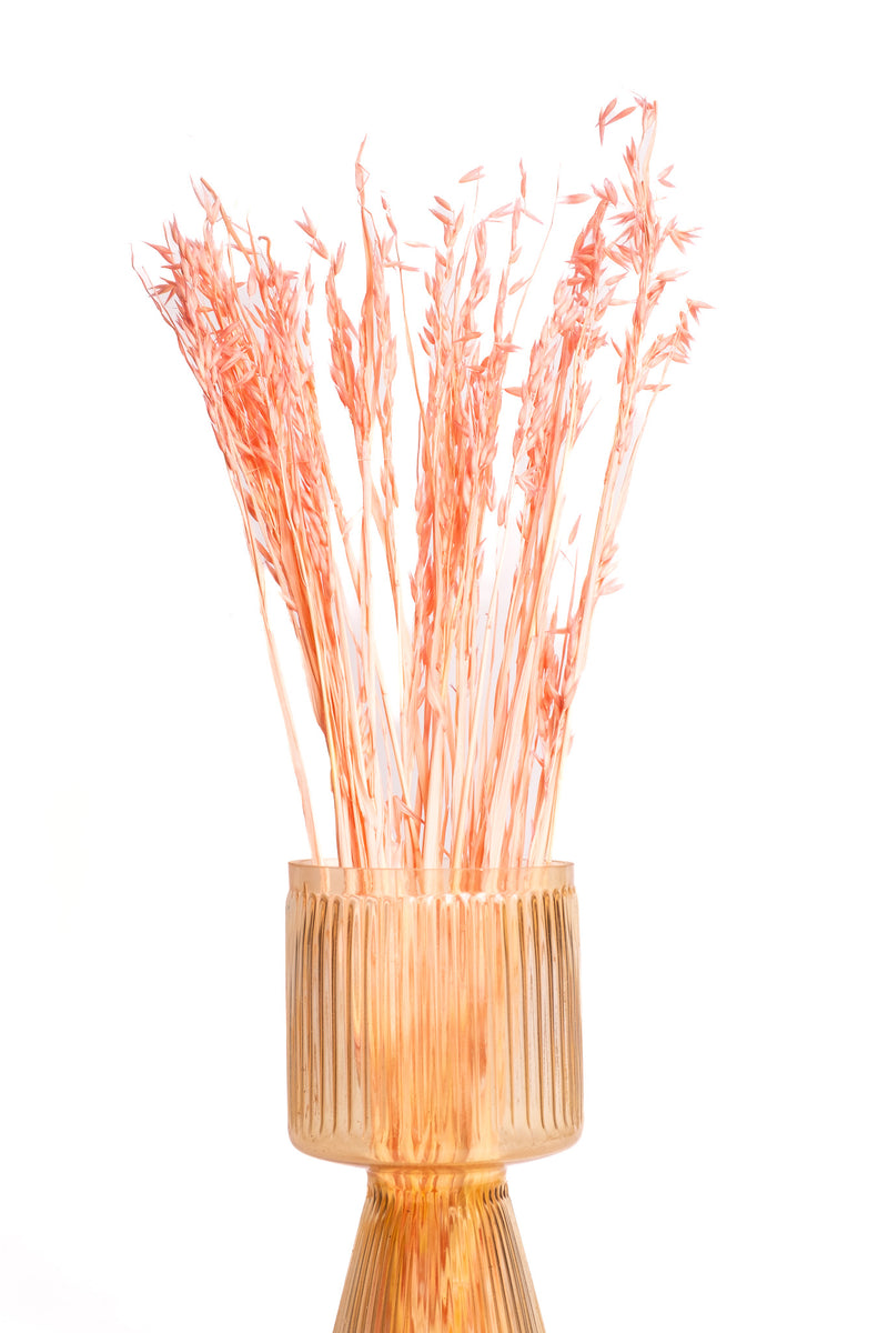 Coral Pink Oat Flower