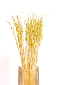 Light Chartreuse Oat Flower