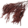 Burgundy Seeded Gum (Pennygum)