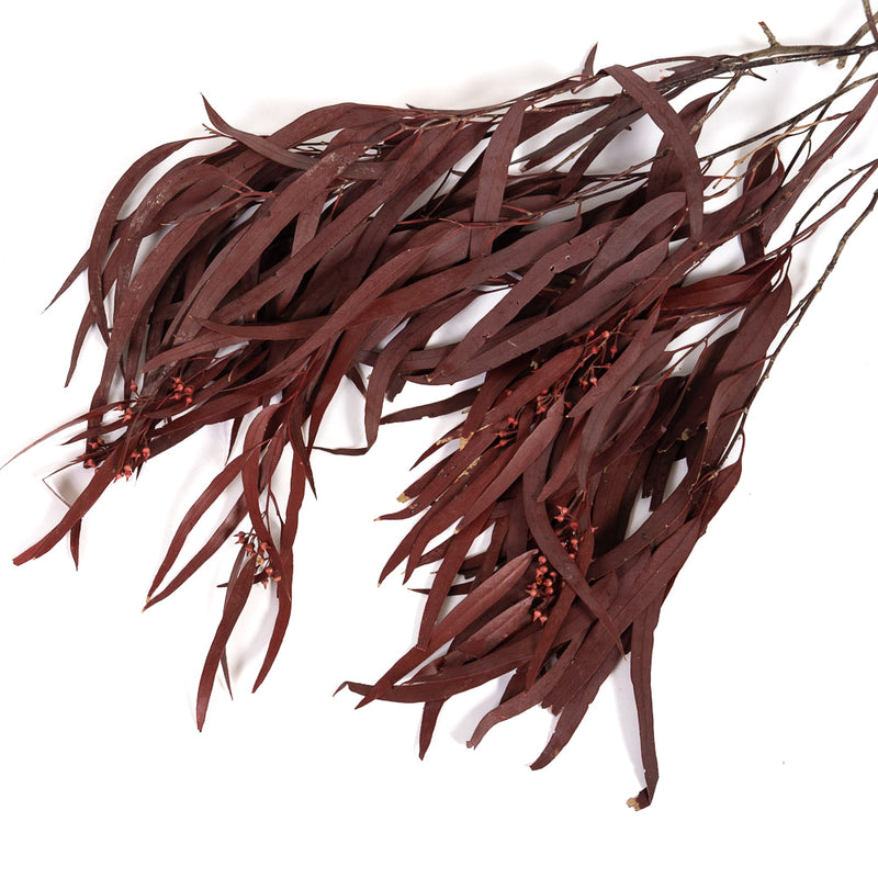 Burgundy Seeded Gum (Pennygum)