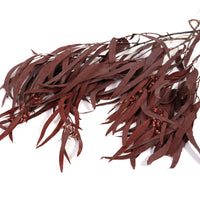 Burgundy Seeded Gum (Pennygum)