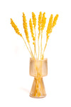 Yellow Aristea
