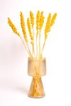 Yellow Aristea