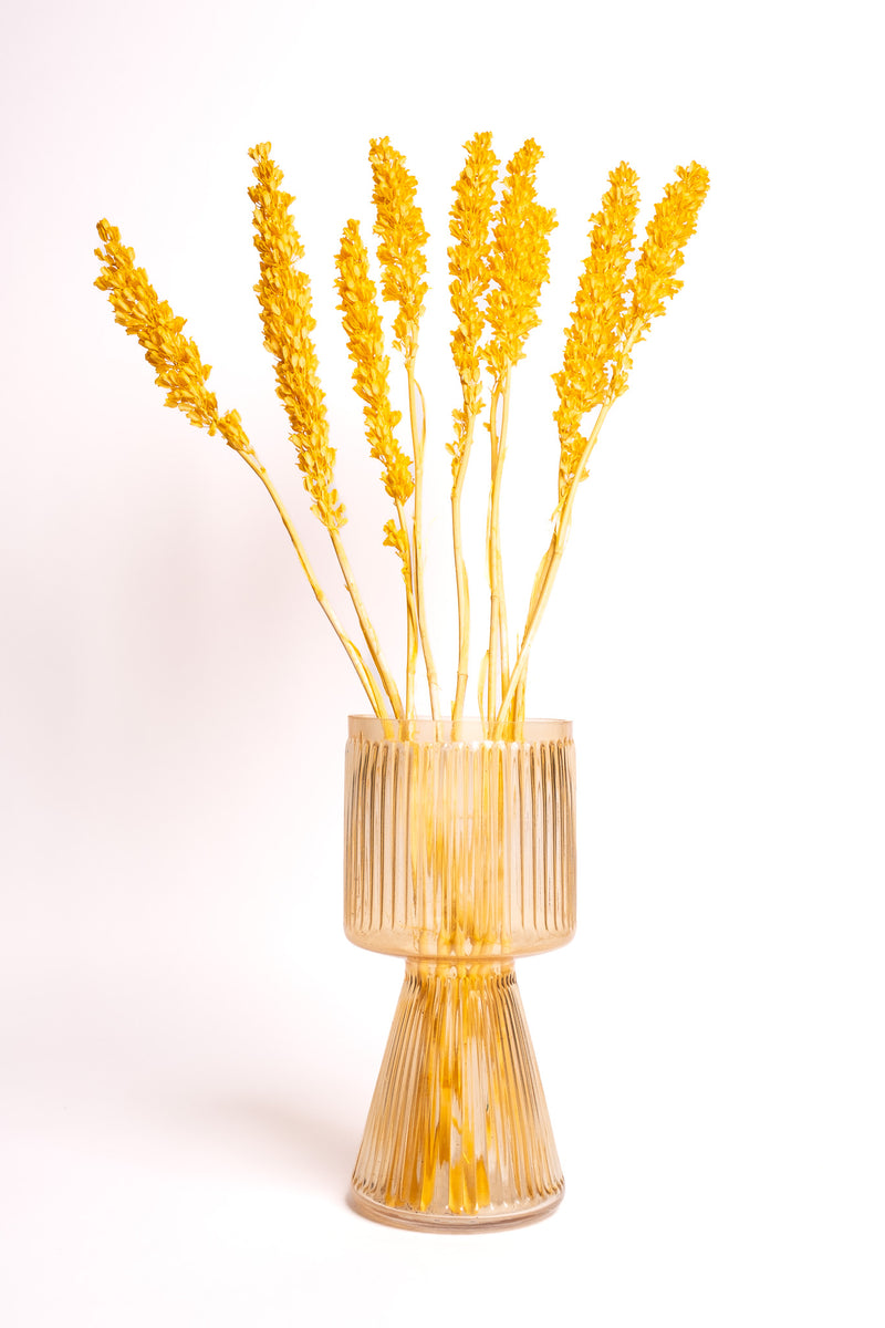 Yellow Aristea