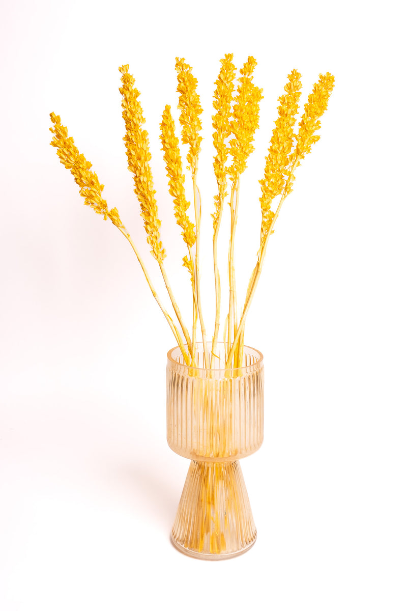 Yellow Aristea
