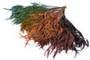 Burgundy Seeded Gum (Pennygum)