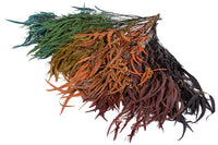 Burgundy Seeded Gum (Pennygum)