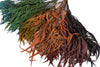 Burgundy Seeded Gum (Pennygum)