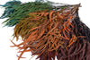Burgundy Seeded Gum (Pennygum)
