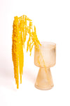 Happy Yellow Amaranthus