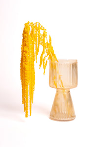 Happy Yellow Amaranthus