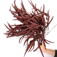 Burgundy Seeded Gum (Pennygum)