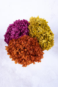 Preserved Chartreuse Hydrangea