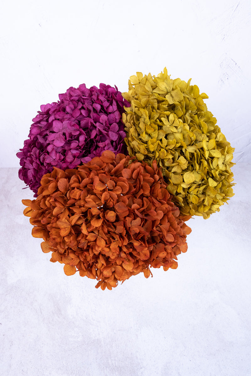 Preserved Chartreuse Hydrangea