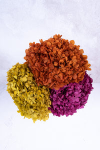 Preserved Chartreuse Hydrangea