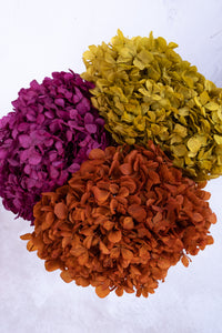 Preserved Chartreuse Hydrangea
