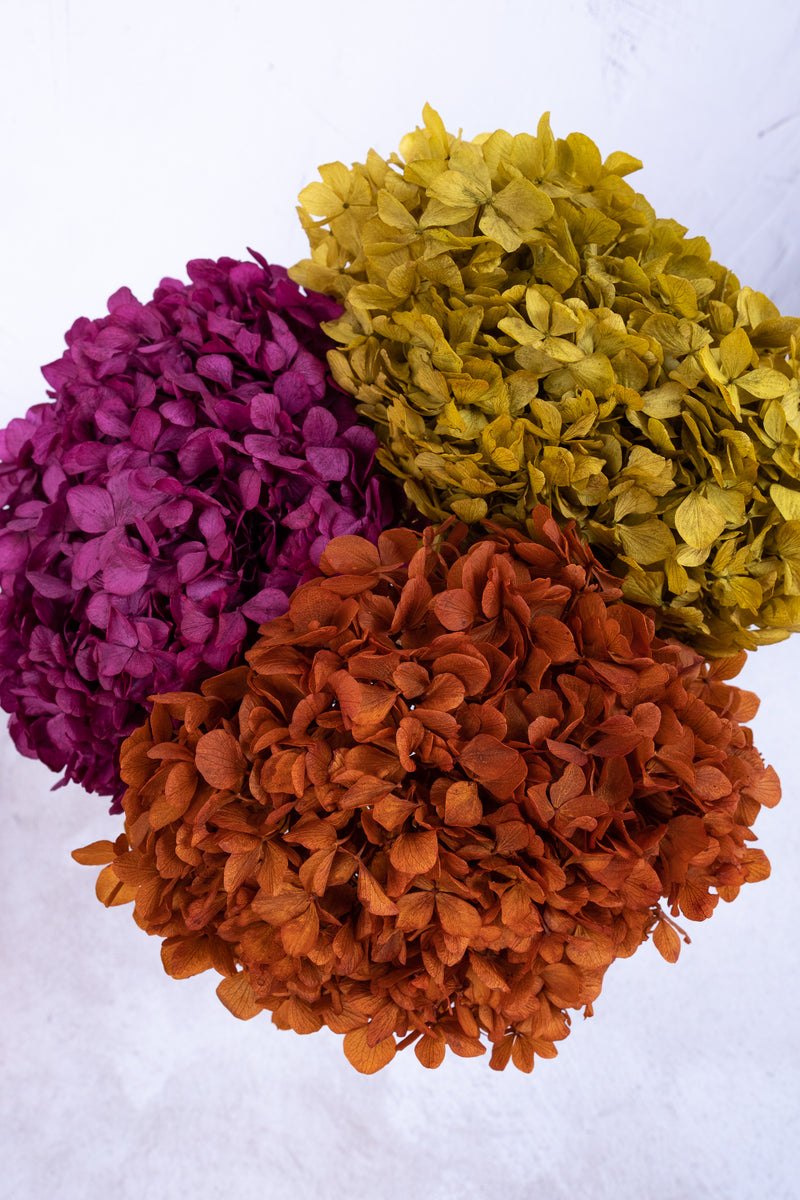 Preserved Chartreuse Hydrangea
