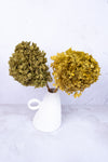 Preserved Chartreuse Hydrangea