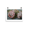 Koningsblomme | A3 Paper Print