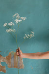 Preserved Baby's Breath / Gypsophila