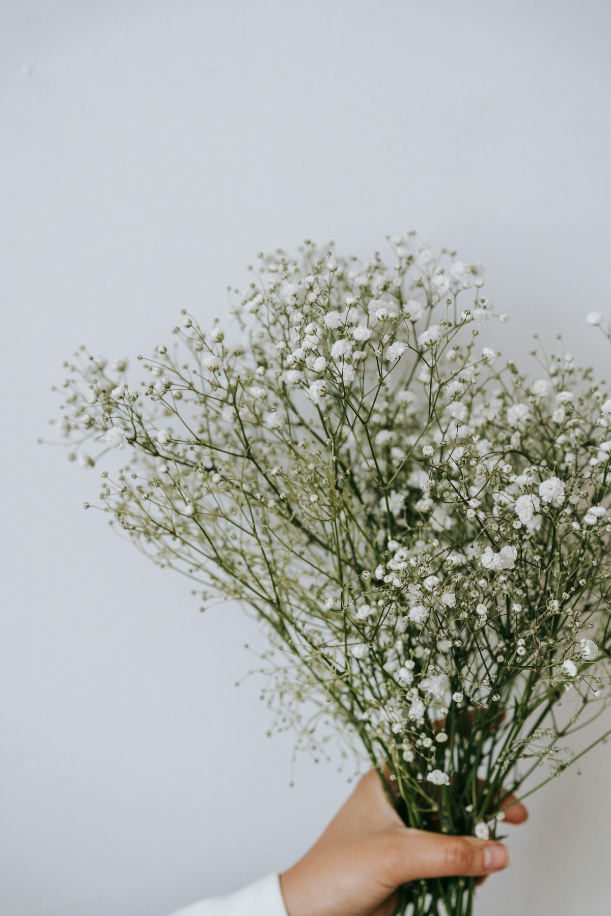 Preserved Baby's Breath / Gypsophila