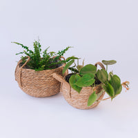 Toronto Belly Baskets (3x Sizes)