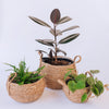 Toronto Belly Baskets (3x Sizes)