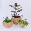 Toronto Belly Baskets (3x Sizes)