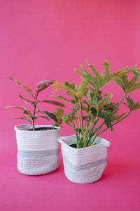 Grey Light Two-Tone Basket (Medium)