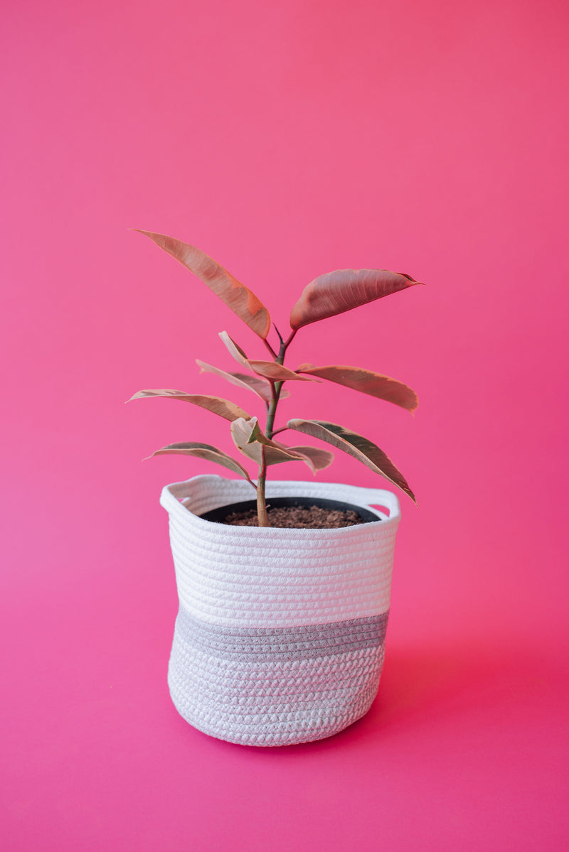 Grey Light Two-Tone Basket (Large)
