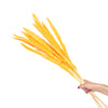 Yellow Mini Pampas