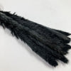 Black Mini Pampas