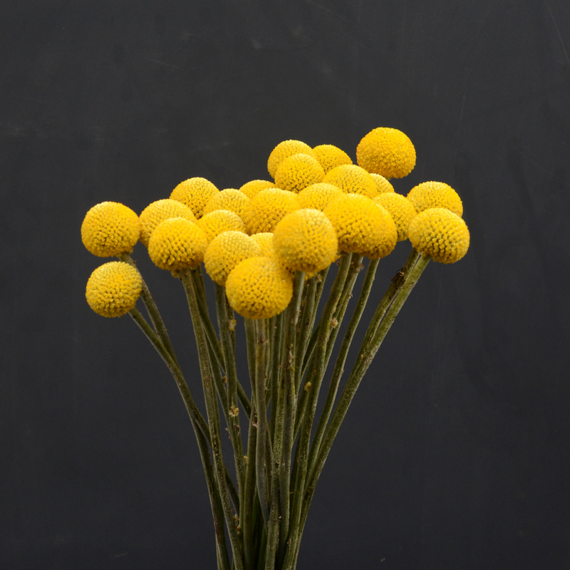 Large Natural Craspedia (Billy Balls / Knopkierie)
