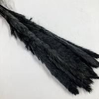 Black Mini Pampas