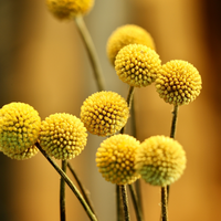 Large Natural Craspedia (Billy Balls / Knopkierie)