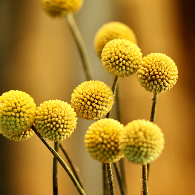 Large Natural Craspedia (Billy Balls / Knopkierie)