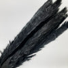 Black Mini Pampas